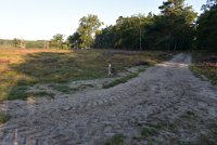 DSC 3537  Loenermark